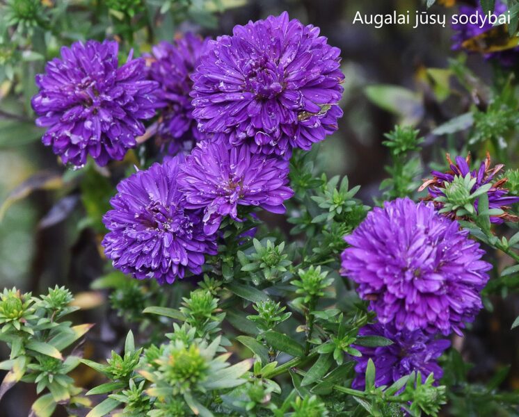 Virgininis astras (Aster novi-belgii) 'Blue Bayou'