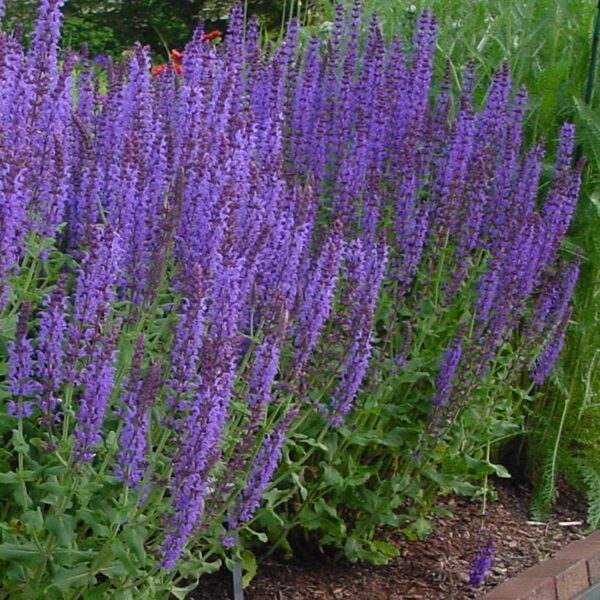 Gojinis šalavijas (Salvia nemorosa) ‘Blue Hill’