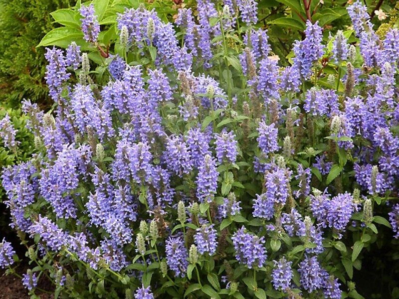 Gyslotoji katžolė (Nepeta nervosa) 'Blue Moon'