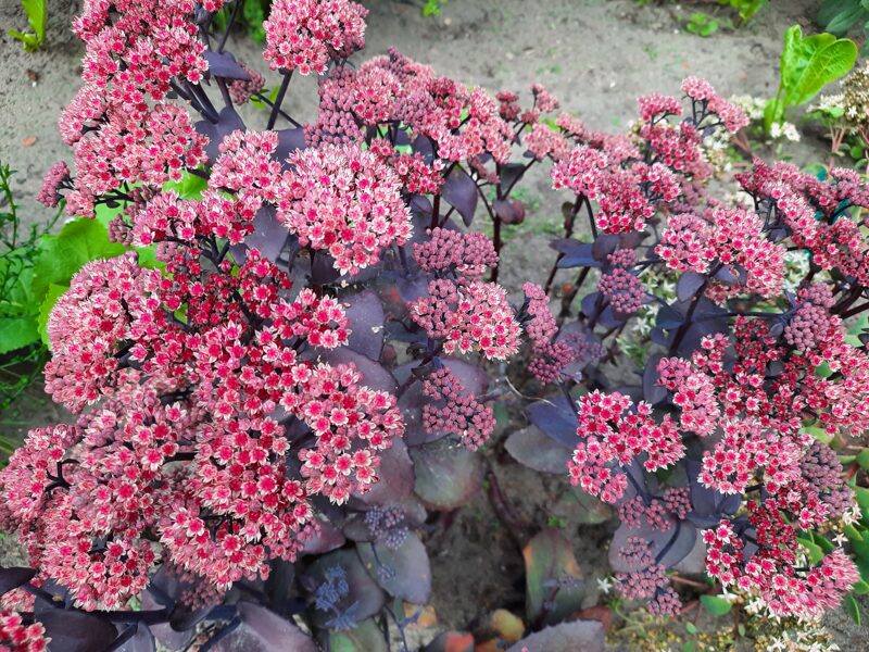 Šilokas (Sedum hylotelephium) 'Blue Pearl'