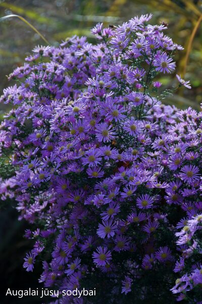 Erikinis astras (Aster ericoides) 'Blue Wonder'