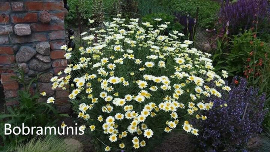 Bobramunis (Anthemis) nr.1