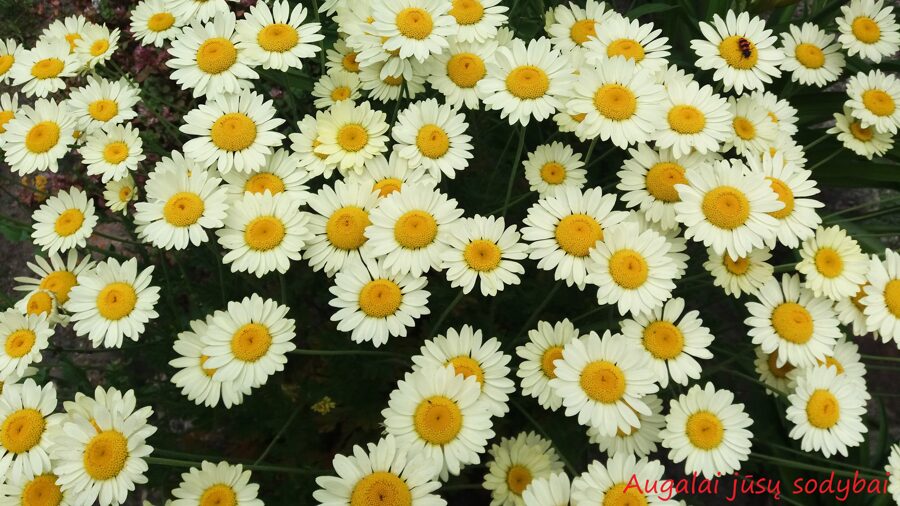 Bobramunis (Anthemis) nr.3