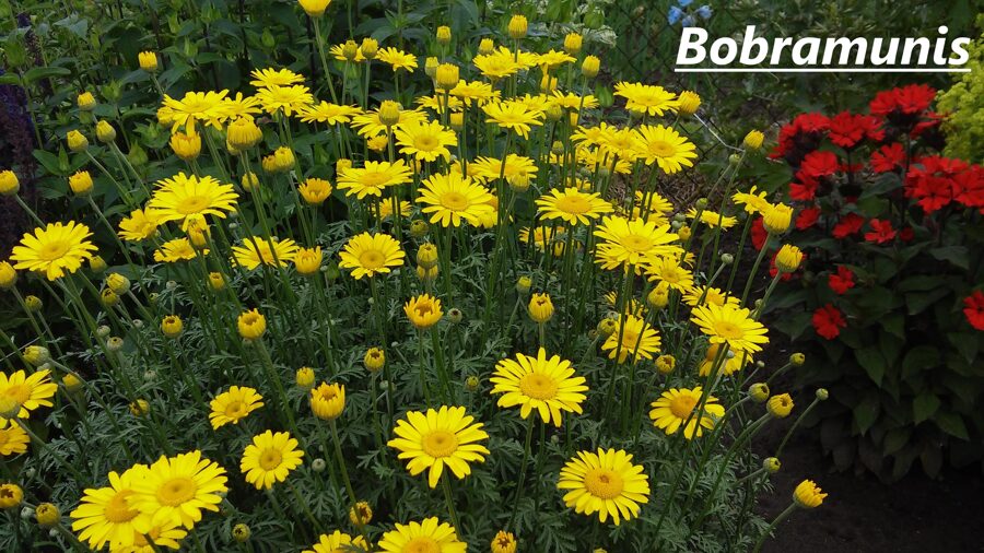 Bobramunis (Anthemis) nr.2