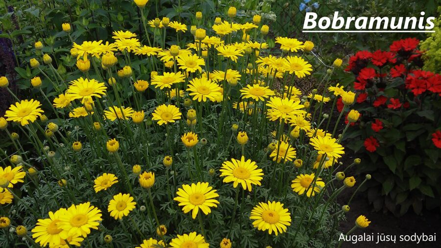 Bobramunis (Anthemis tinctoria)