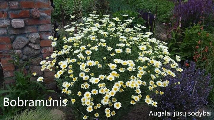 Bobramunis (Anthemis tinctoria) b.p.