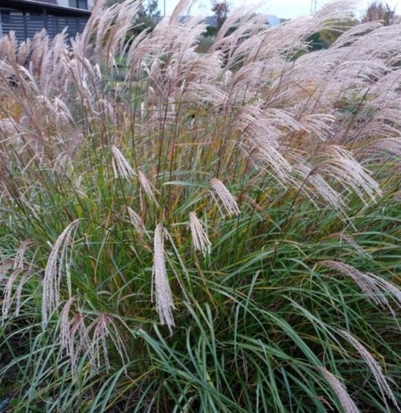 Kininis miskantas (Miscanthus sinensis) ‘Bogenlampe’