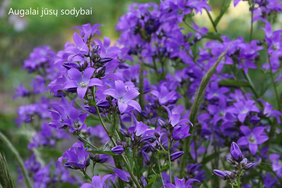 Baltažiedis katilėlis (Campanula lactiflora) 'Border Blues'