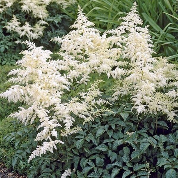 Astilbė (Astilbe) 'Brautschleier'