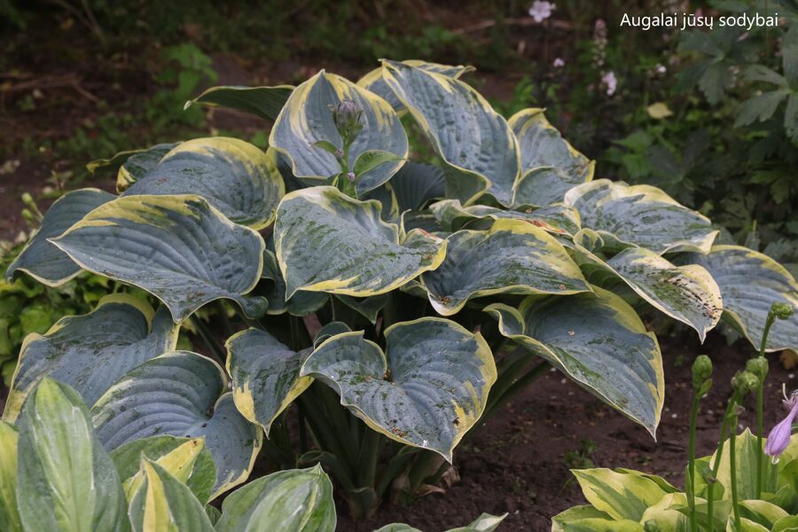 Melsvė (Hosta) 'Brave Amherst'