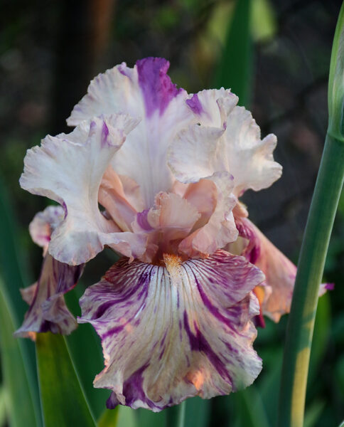 Vilkdalgis (Iris) 'Brindled Beauty'