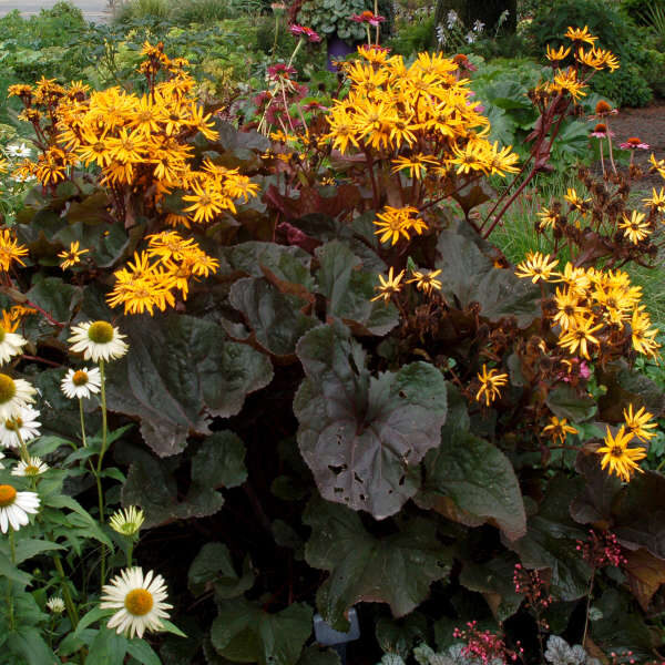 Gaurė dantytoji (Ligularia dentata) 'Brit Marie Crawford'