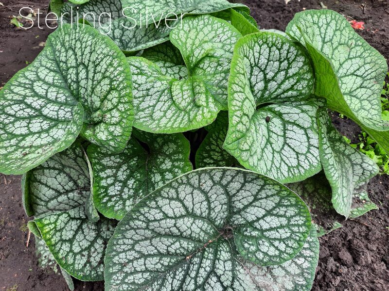 Brunera stambialapė (Brunera macrophylla) 'Sterling Silver‘