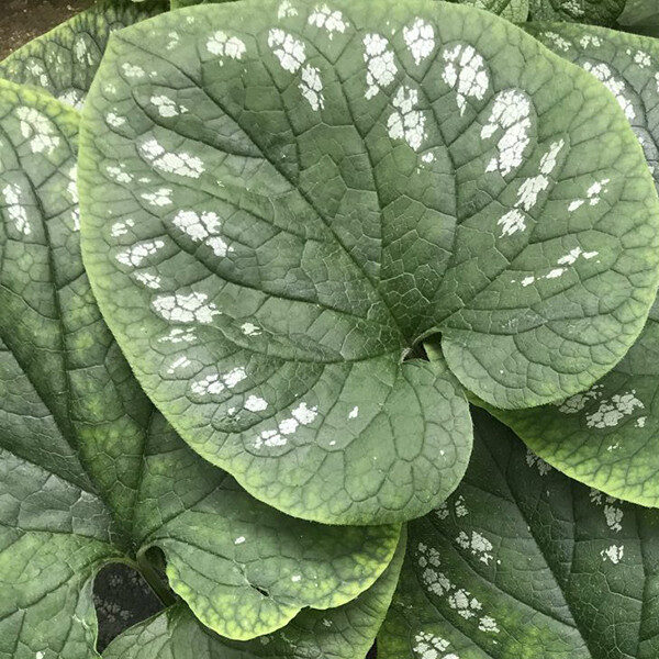 Brunera stambialapė (Brunnera macrophylla) 'White Zebra'