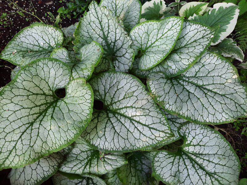 Brunera stambialapė (brunnera macrophylla) b.p.