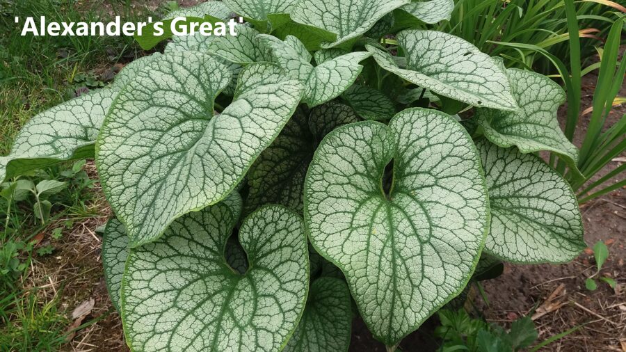 Brunera stambialapė (Brunnera macrophylla) 'Alexander's Great'