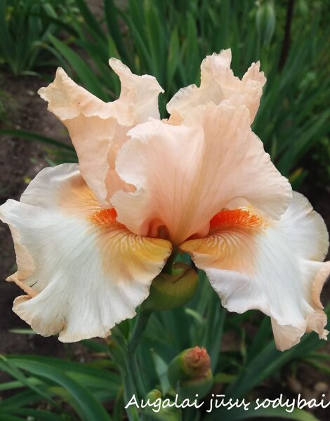 Vilkdalgis (Iris, TB) 'Buduars'