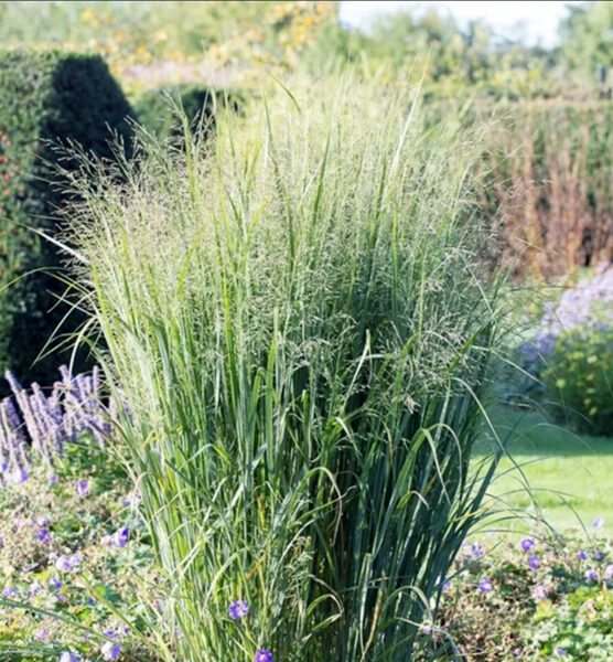 Rykštėtoji sora  (Panicum virgatum) ‘Buffalo Green’