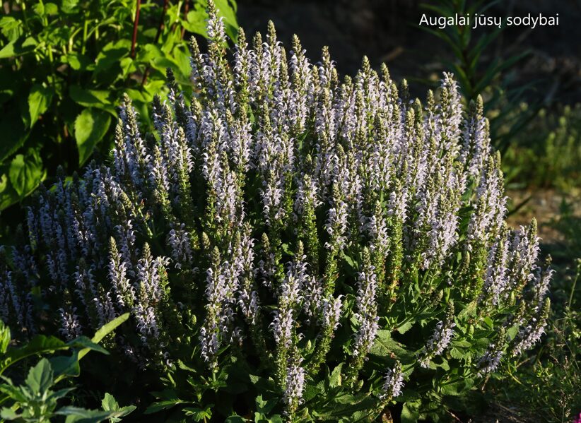 Gojinis šalavijas (Salvia nemorosa) 'Bumblesky'