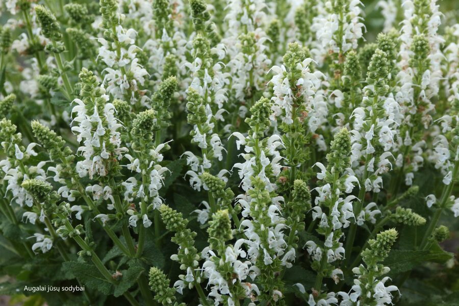 Gojinis šalavijas (Salvia nemorosa) 'Bumblesnow'