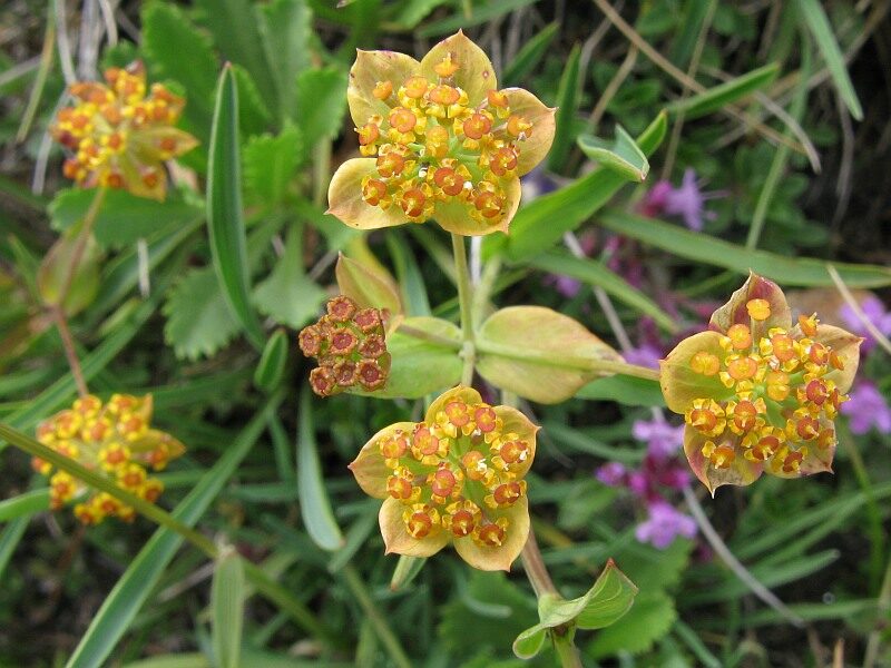 Gaivenis (Bupleurum ranunculoides) 