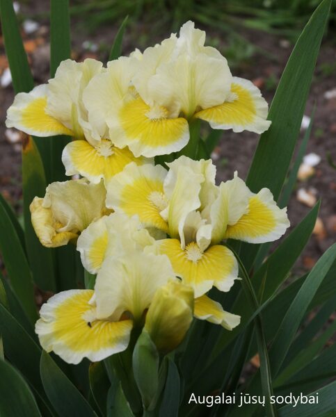 Vilkdalgis (Iris) 'Butter Rings'