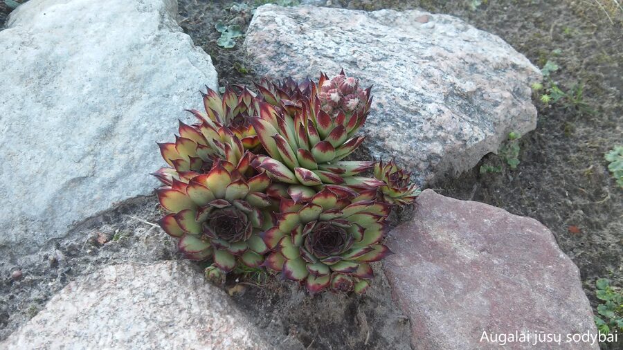 Šilropė (Sempervivum) 'Cafe'