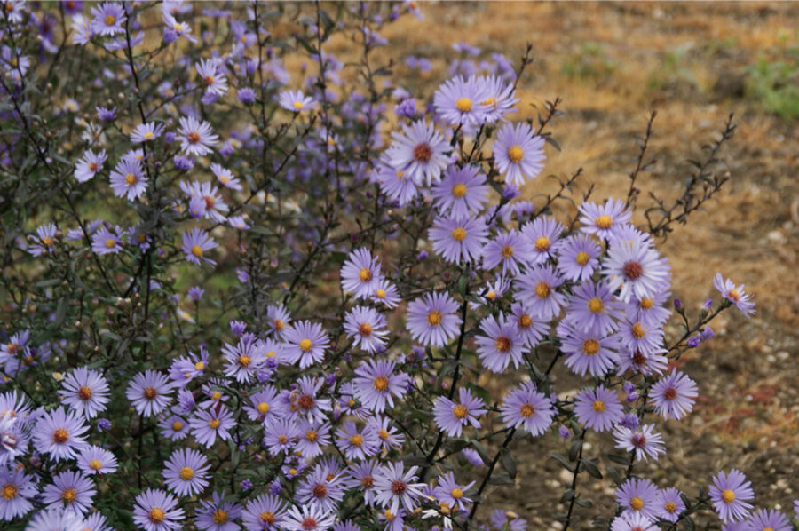 Lygusis astras (Aster laevis) 'Calliope'