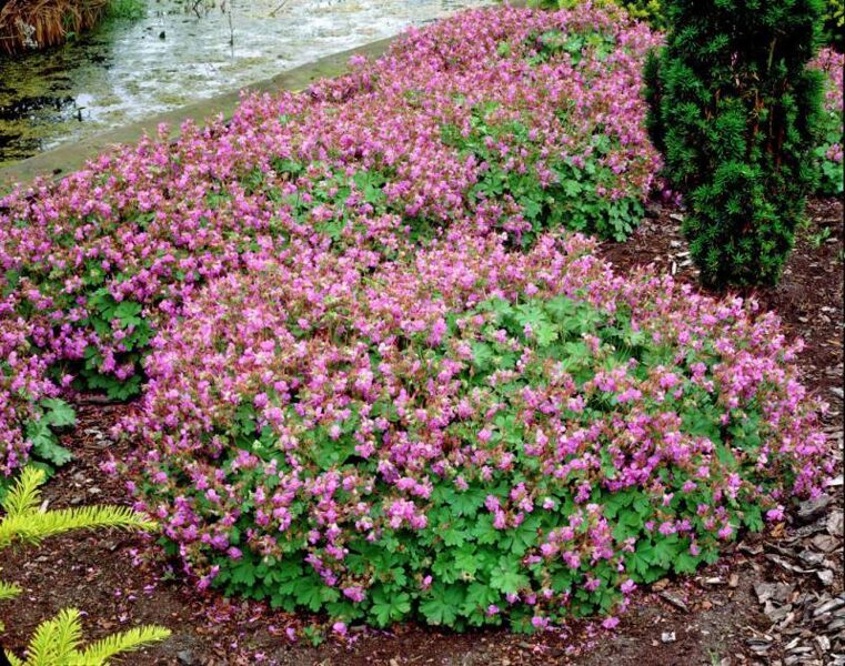 Snaputis (Geranium x cantabrigiense) 'Cambridge'