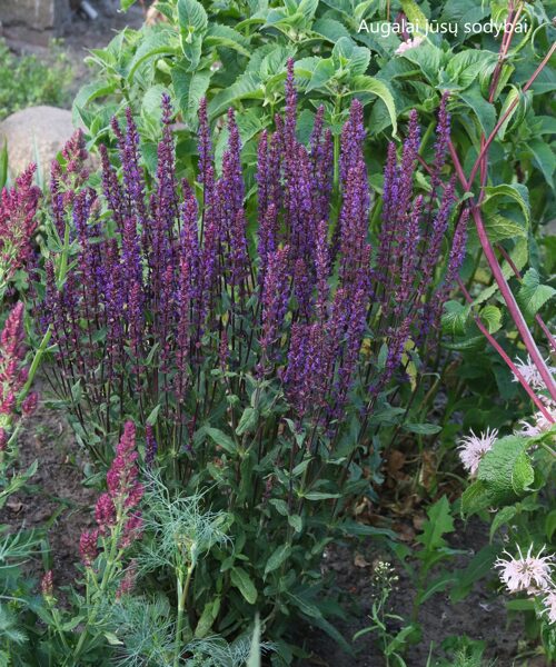 Gojinis šalavijas (Salvia nemorosa) 'Caradonna'