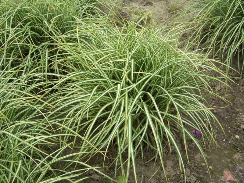 Viksva (Carex ornithopoda) 'Variegata'