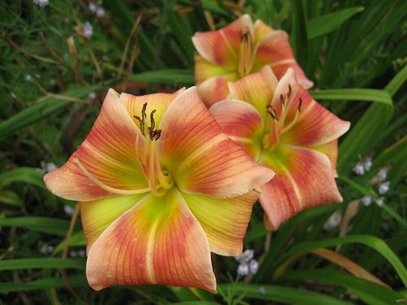 Viendienė (Hemerocallis) 'Cat Dancer'