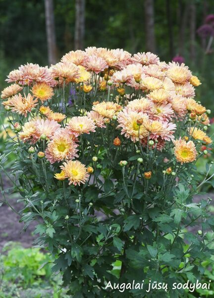Chrizantema (Chrysanthemum) 'Cottage Apricot'