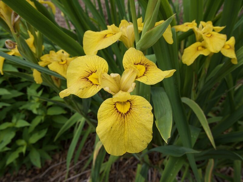 Vilkdalgis (Iris pseudata) 'Chance Beauty'
