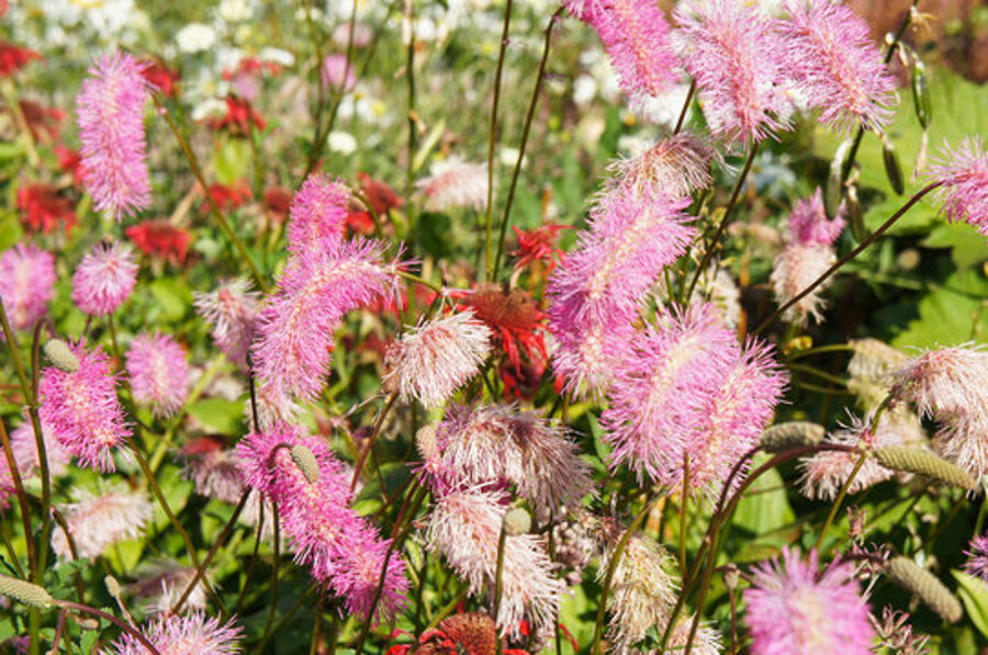 Kraujalakė (Sanguisorba obtusa) 'Chatto'