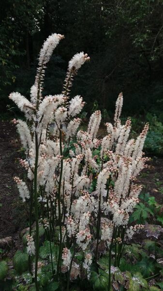 Blakėžudė (Cimcifuga japonica) 'Cheju-do'