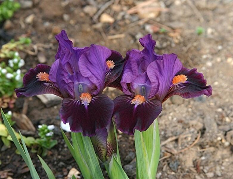 Vilkdalgis (Iris, SDB) 'Chemistry'