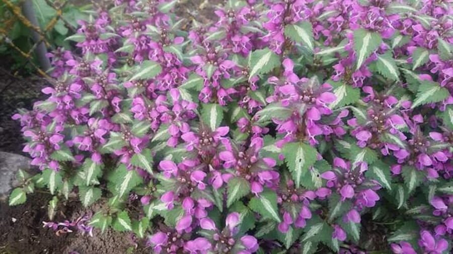 Notrelė (Lamium maculatum) 'Chequers'