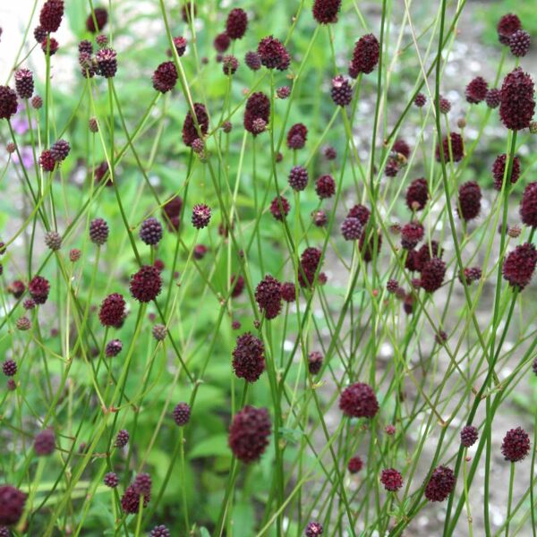 Vaistinė kraujalakė (Sanguisorba officinalis) 'Chocolate Tipp'