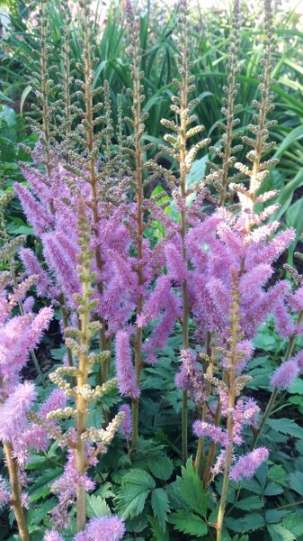 Astilbė (Astilbe) 'Christian'