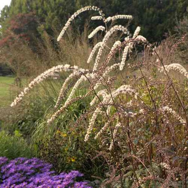 Blakėžudė paprastoji (Simcifuga simplex) 'Queen of Sheba'
