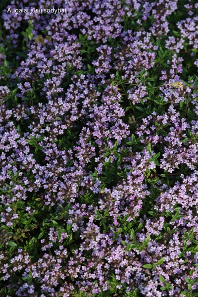 Citrininis kmyninis čiobrelis (Thymus herba barona var. citriodora)