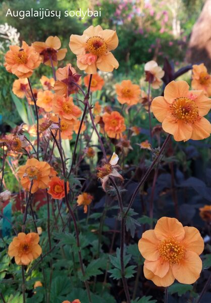 Žiognagė (Geum) 'Citronge'