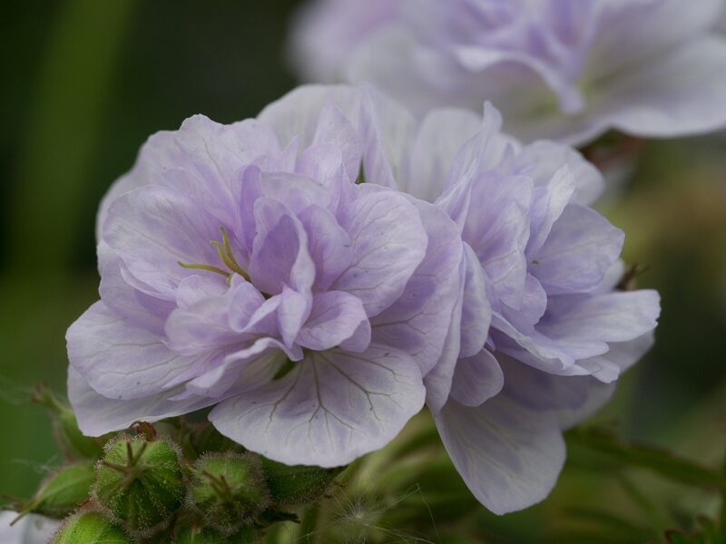 Pievinis snaputis (Geranium pratense) 'Cloud Nine‘