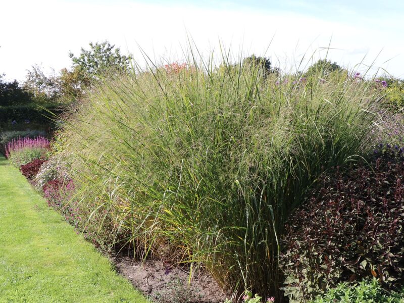 Rykštėtoji sora (Panicum virgatum) 'Cloud Nine'