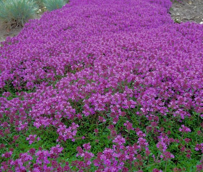 Ankstyvasis čiobrelis (Thymus praecox) ‘Coccineus’