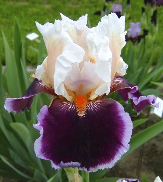 Vilkdalgis (Iris) 'Crimson Cloud'