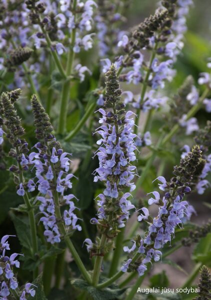 Gojinis šalavijas (Salvia nemorosa) 'Crystal Blue'