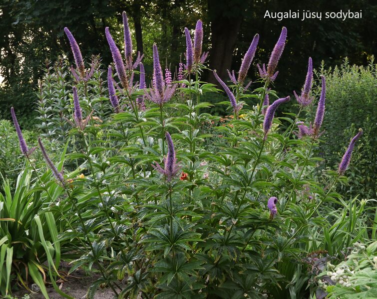Veronikūnas virgininis (Veronicastrum virginicum) 'Cupid'