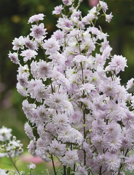 Pentinius (delphinium) 'Cha Cha"
